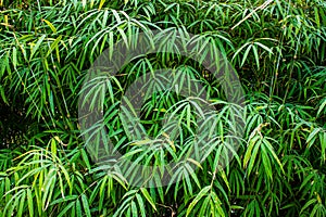 Happy Bamboo Leaves Texture