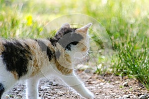 Happy barn kitten