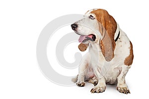 Happy Basset Hound Dog Looking To Side