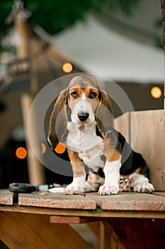 happy Basset hound dog puppey standing on wood. light of caffe background