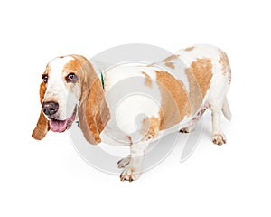 Happy Basset Hound Dog Side View