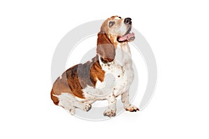 Happy Basset Hound Dog Sitting