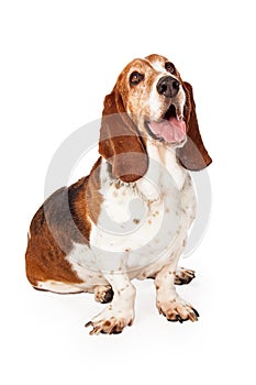 Happy Basset Hound Dog Sitting Looking Up