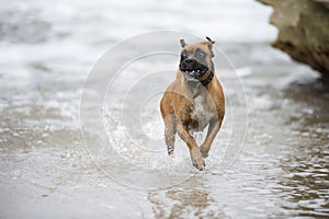 Happy beach boxer