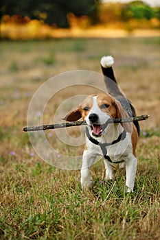Happy beagle
