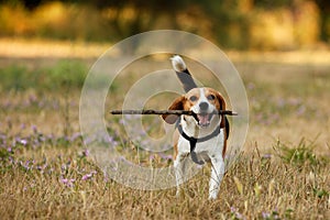 Happy beagle photo