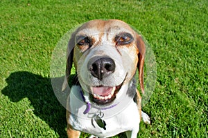 Happy Beagle