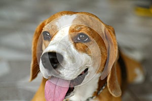 Happy beagle