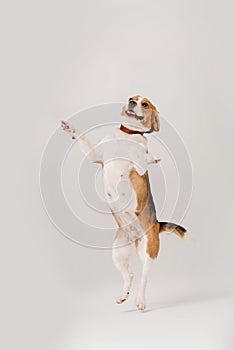 Happy beagle dog dancing on white background