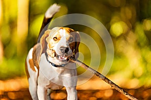 Happy beagle dog fetching a stick in autumn forest. Portrait with shallow background