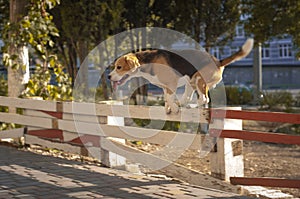 Happy beagle dog jumping over fence in the city