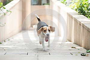 Happy beagle dog with long floppy ear and long tongue running towards viewer