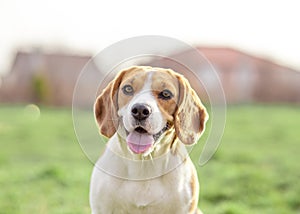 Happy Beagle dog outdoor