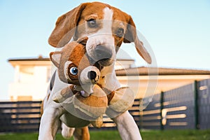 Happy Beagle dog playing fetch with owner on sunny evening in back garden.