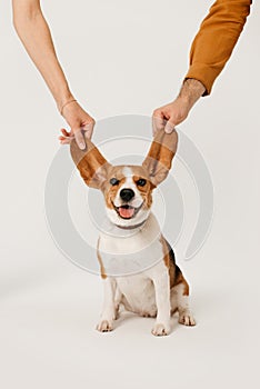 Happy beagle dog posing with ears in the air on white background