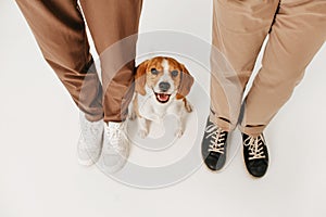 Happy beagle dog sitting close to owners legs, top view