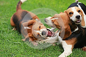 Happy beagle dogs playing with friends