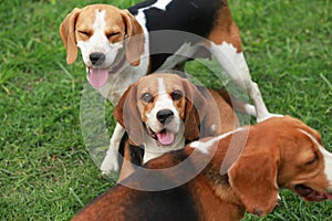 Happy beagle dogs playing in lawn with friends