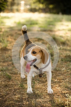 Happy beagle with a long tongue