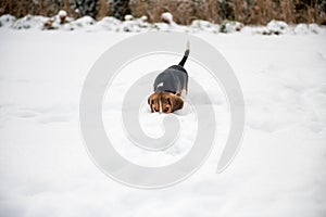 happy beagle puppy while playing in the snow