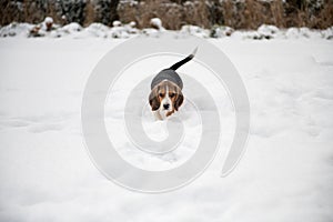 happy beagle puppy while playing in the snow