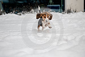 happy beagle puppy while playing in the snow