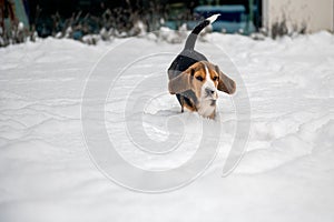happy beagle puppy while playing in the snow
