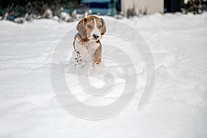 happy beagle puppy while playing in the snow