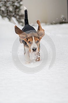 happy beagle puppy while playing in the snow