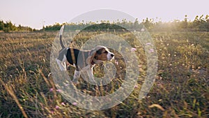 Happy beagle puppy running in slow motion. Active dog spending good time on walk on nature countryside background . Cute