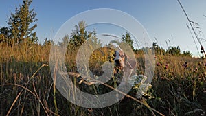 Happy beagle puppy running to camera. Active dog spending good time on walk on nature countryside background . Cute