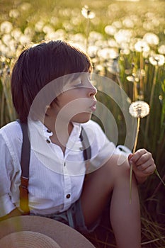 Happy a beautiful boy child sit on a field with white dandelions at sunset in summer.