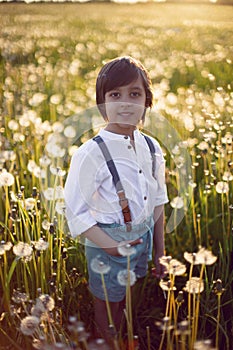 Happy a beautiful boy child in stands on a field with white dandelions at sunset in summer.