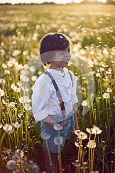 Happy a beautiful boy child in stands on a field with white dandelions at sunset in summer.