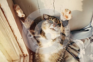 Happy beautiful cat lies near the window, sunset, green eyes