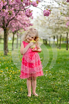 Happy beautiful child, kid, playing with beautiful ducklings or goslings, cute fluffy yellow animal birds