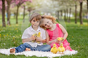 Happy beautiful child, kid, playing with beautiful ducklings or goslings, cute fluffy yellow animal birds