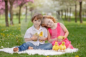 Happy beautiful child, kid, playing with beautiful ducklings or goslings, cute fluffy yellow animal birds