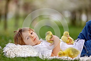 Happy beautiful child, kid, playing with beautiful ducklings or goslings, cute fluffy yellow animal birds