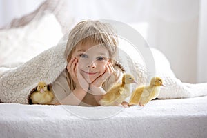 Happy beautiful kids, playing with small beautiful ducklings, cute fluffy animal birds