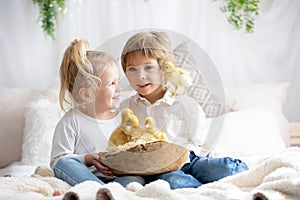 Happy beautiful kids, playing with small beautiful ducklings, cute fluffy animal birds