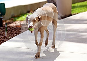 Happy beautiful old female Weimaraner dog, loving big dog playing in south Florida