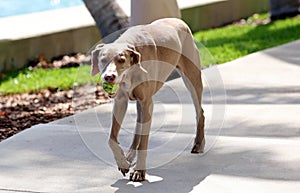 Happy beautiful old female Weimaraner dog, loving big dog playing in south Florida