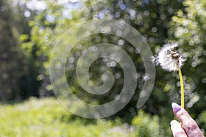 Happy beautiful woman blowing dandelion over sky background, having fun and playing outdoor, teen girl enjoying nature