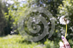 Happy beautiful woman blowing dandelion over sky background, having fun and playing outdoor, teen girl enjoying nature