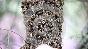 Happy bees on tree with man playing with them. Spring