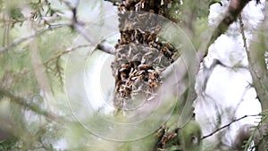 Happy bees on tree with man playing with them. Spring