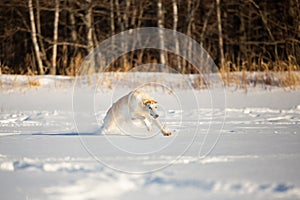 Happy beige Russian borzoi dog running fast on the snow in the winter field