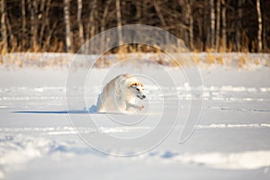 Happy beige Russian borzoi dog running fast on the snow in the winter field