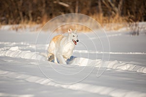 Happy beige Russian borzoi dog running on the snow in the winter field